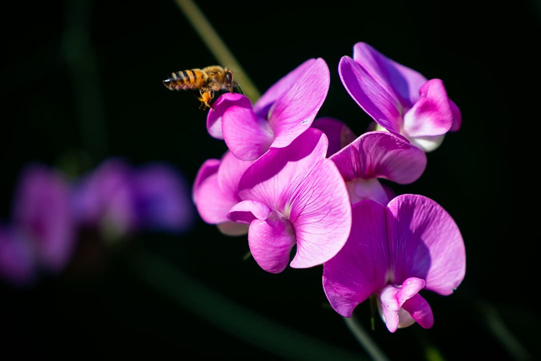 Bee orchid flower in natural setting