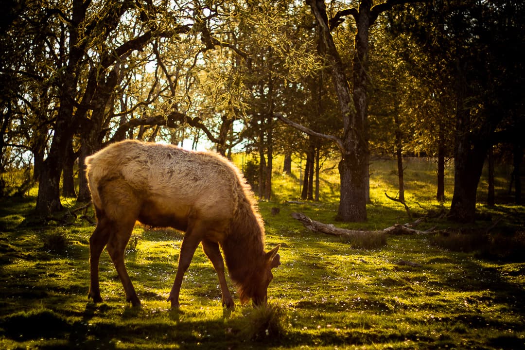 Deer foraging in natural habitat
