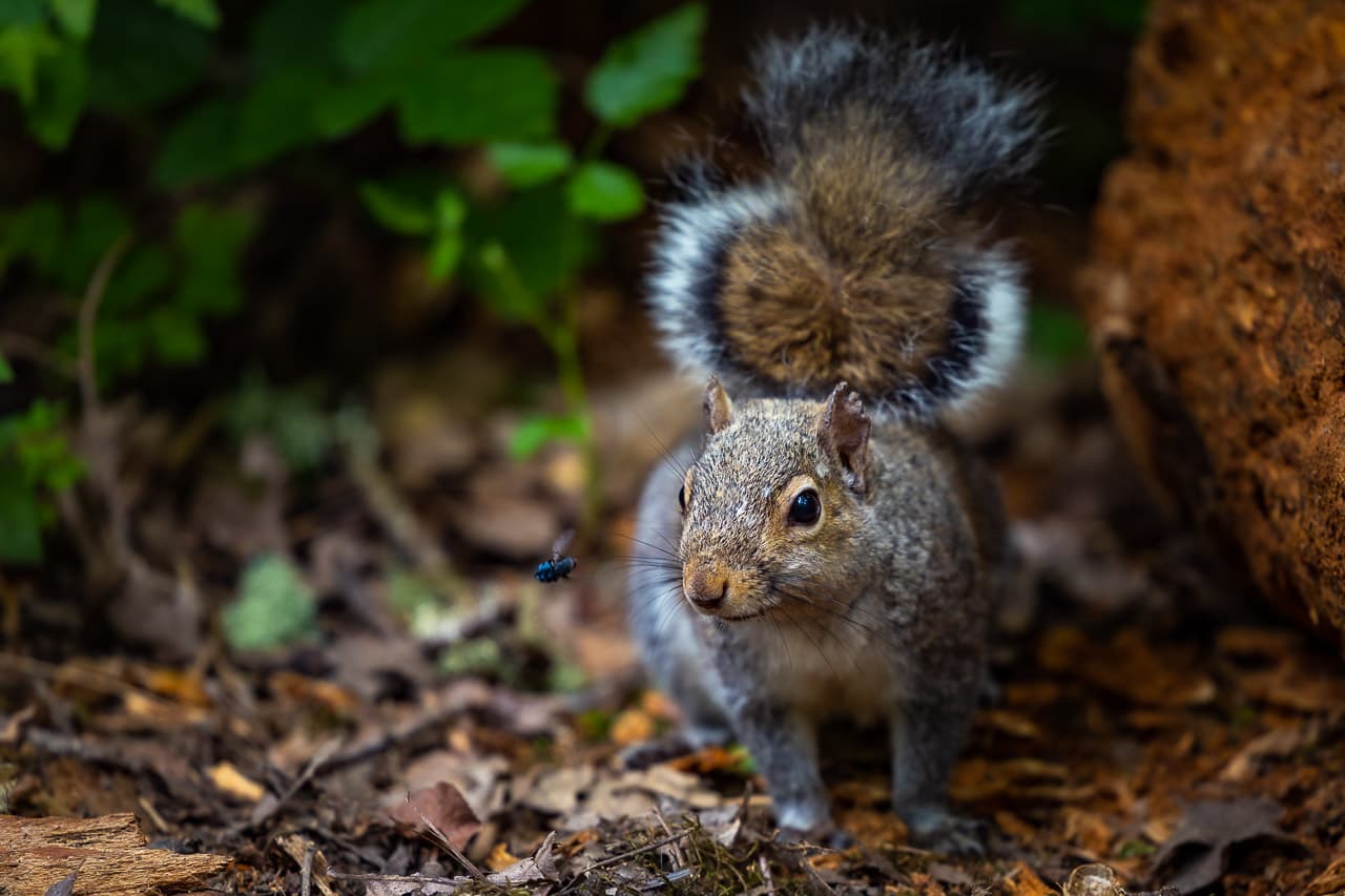 Squirrel in mid-leap between trees